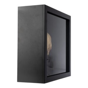 Infant Half Skull in Shadow Box
 (4005)