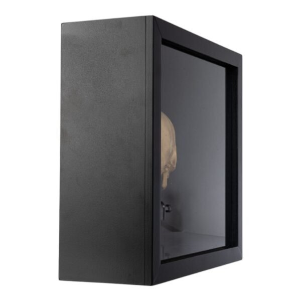 Infant Half Skull in Shadow Box
 (4005)