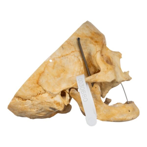 Skull - Partial

(30680) - Image 3