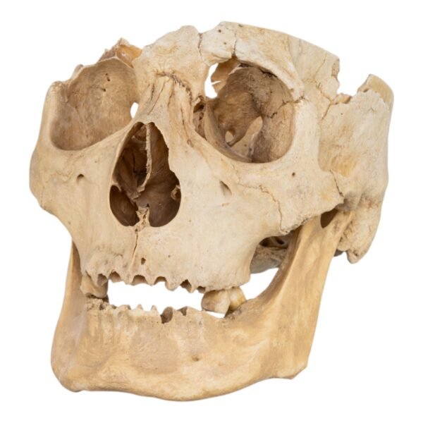 Skull - Partial

(30673) - Image 2