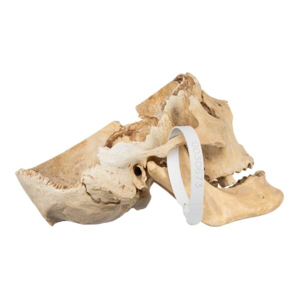 Skull - Partial

(30673) - Image 3