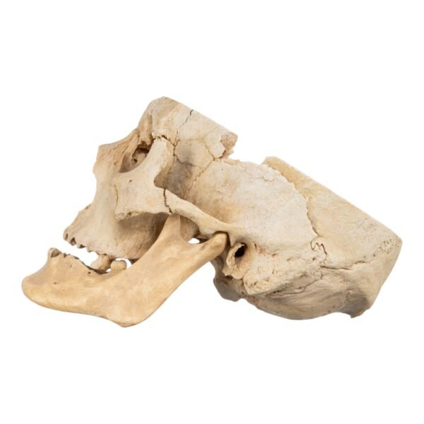 Skull - Partial

(30673) - Image 5