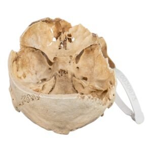 Skull - Partial

(30673)
