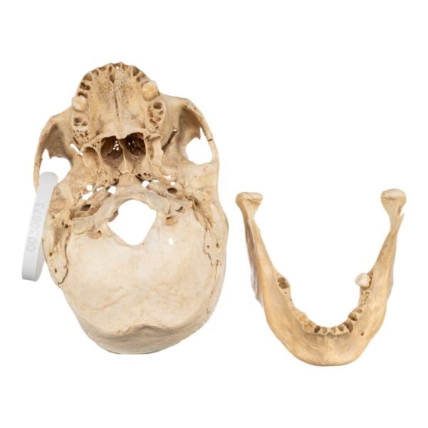 Skull - Partial

(30673) - Image 4