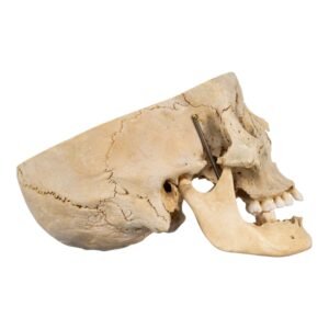 Skull - Partial

(30671)