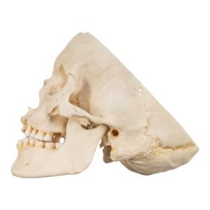 Skull - Partial

(30677)