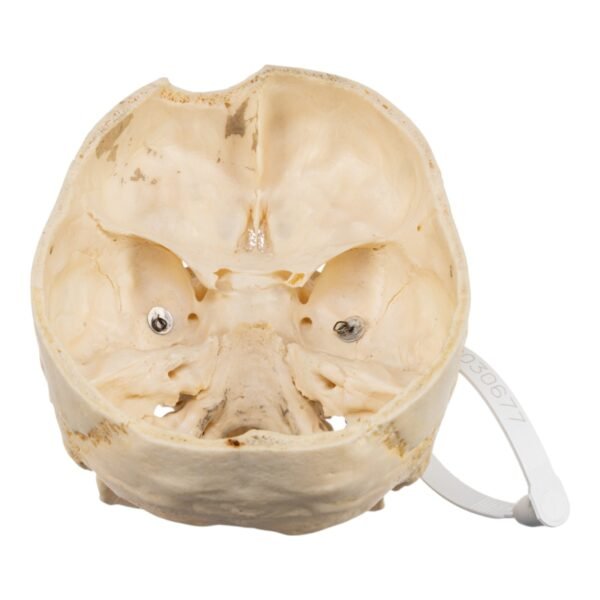 Skull - Partial

(30677) - Image 4