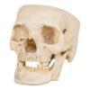 Skull - Partial

(30678) - Image 2
