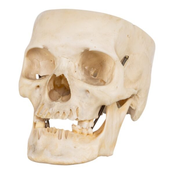 Skull - Partial

(30678) - Image 2