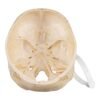 Skull - Partial

(30678) - Image 4