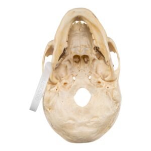 Skull - Partial

(30678)