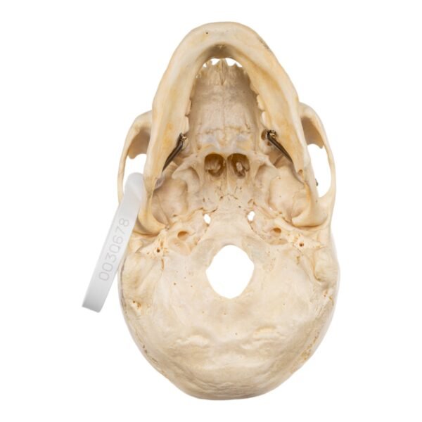 Skull - Partial

(30678)