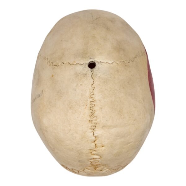 Calvaria - Painted

(11151) - Image 3