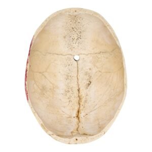 Calvaria - Painted

(11151)