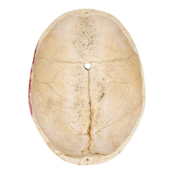 Calvaria - Painted

(11151)
