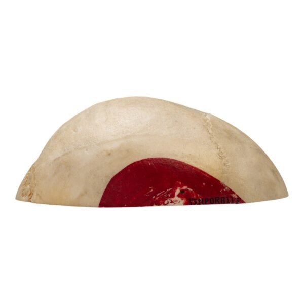 Calvaria - Painted

(11151) - Image 4