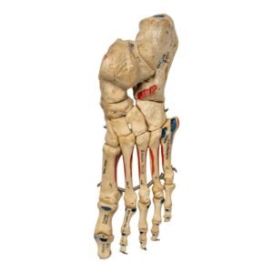 Left Foot - Painted, Articulated

(2112)