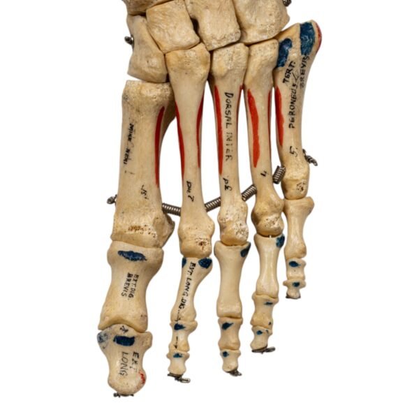 Left Foot - Painted, Articulated

(2112) - Image 4