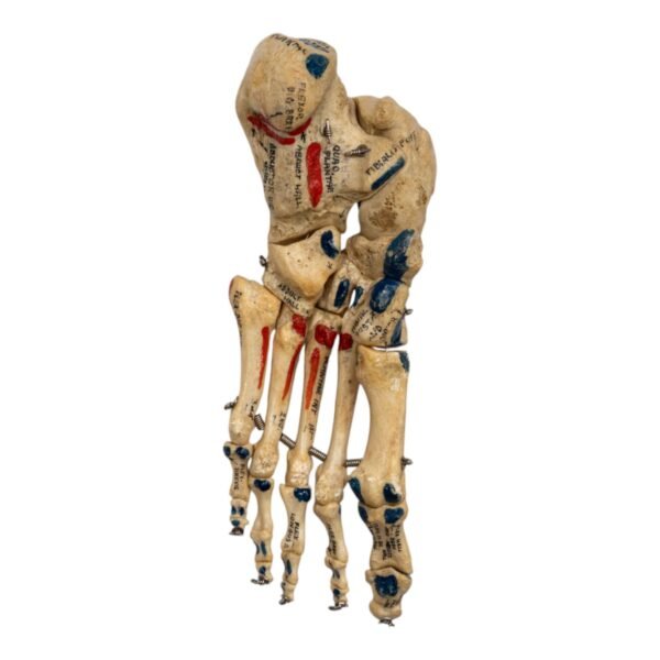 Left Foot - Painted, Articulated

(2112) - Image 3