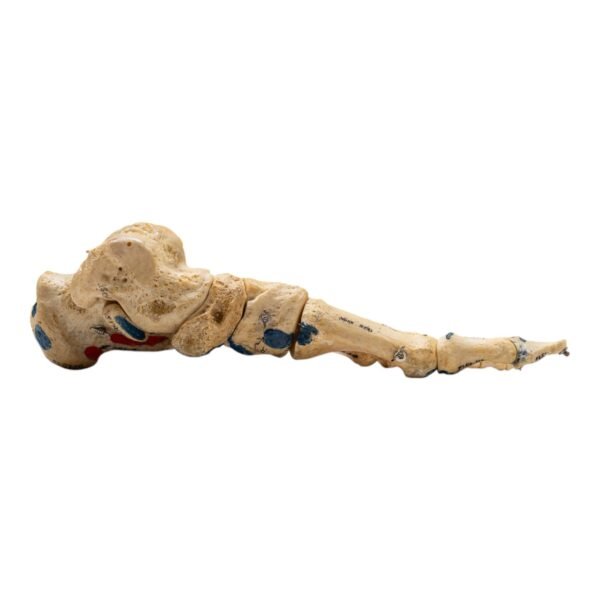 Left Foot - Painted, Articulated

(2112) - Image 2