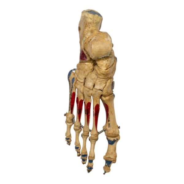 Right Foot - Painted, Articulated
(1225) - Image 3