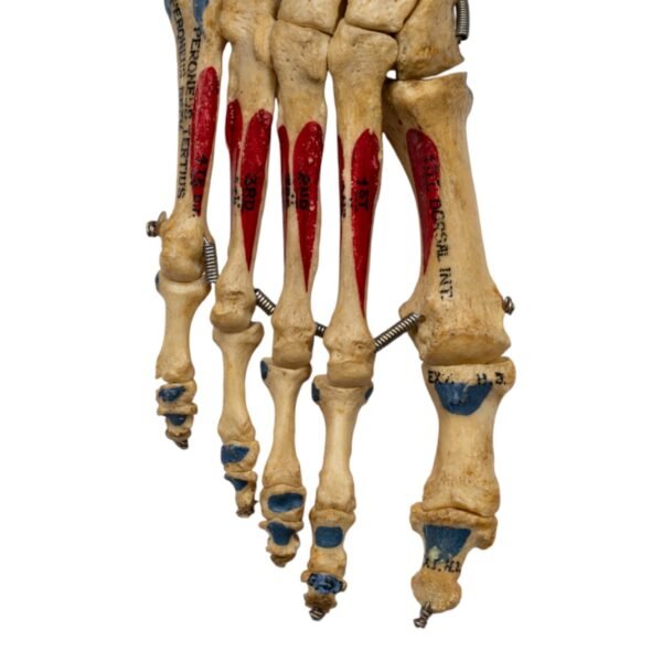 Right Foot - Painted, Articulated
(1225) - Image 4