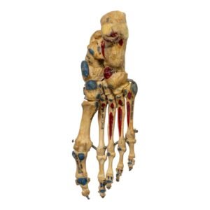 Right Foot - Painted, Articulated
(1225)