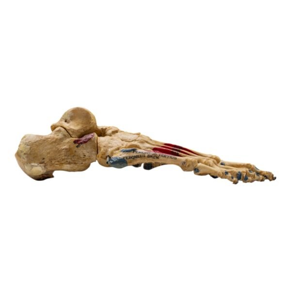 Right Foot - Painted, Articulated
(1225) - Image 2