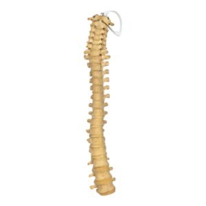 Spine - Partial

(0775)