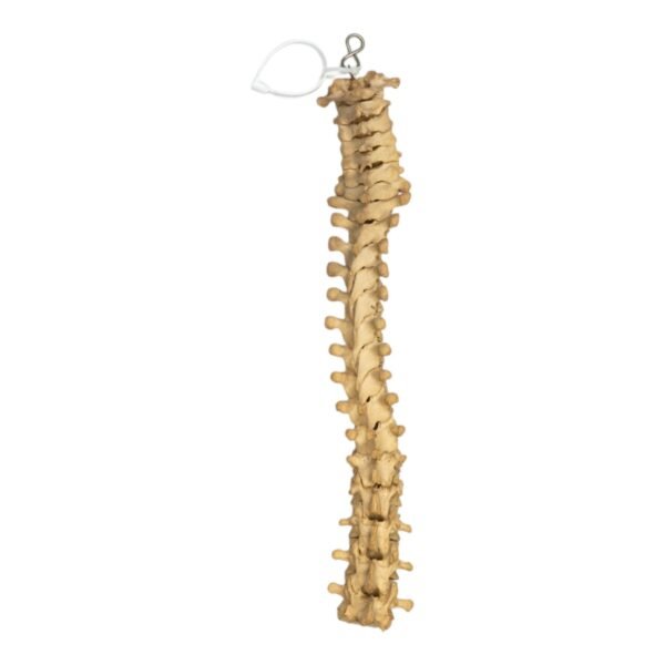 Spine - Partial

(0775) - Image 2