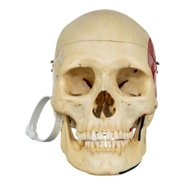 Half Skeleton - Painted
(51003) - Image 5