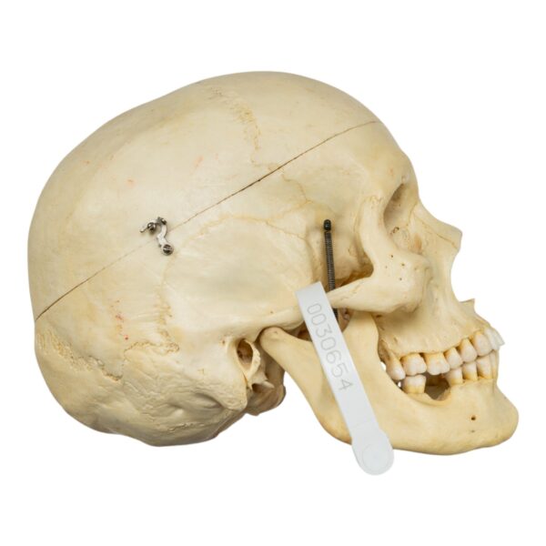 Half Skeleton - Painted
(51003) - Image 2