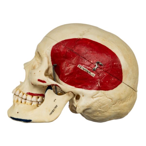 Half Skeleton - Painted
(51003) - Image 6