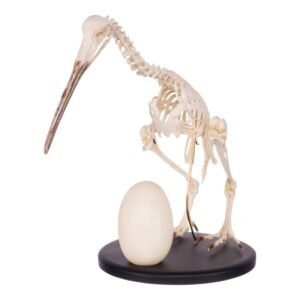 Replica Brown Kiwi Articulated Skeleton

(16589)