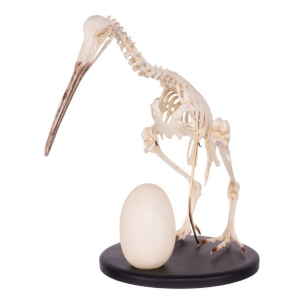 Replica Brown Kiwi Articulated Skeleton

(16589)