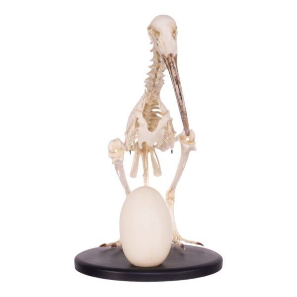 Replica Brown Kiwi Articulated Skeleton

(16589) - Image 3