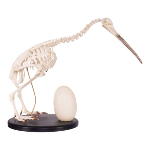 Replica Brown Kiwi Articulated Skeleton

(16589) - Image 2