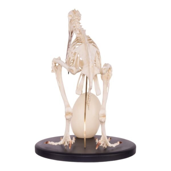 Replica Brown Kiwi Articulated Skeleton

(16589) - Image 4