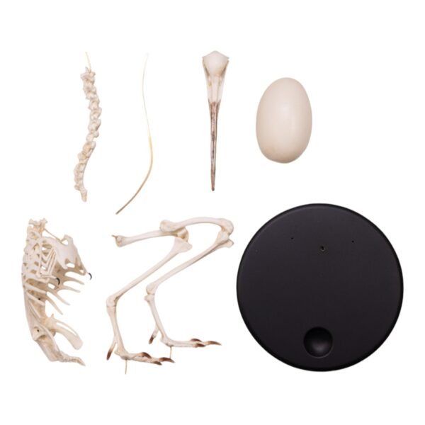 Replica Brown Kiwi Articulated Skeleton

(16589) - Image 5