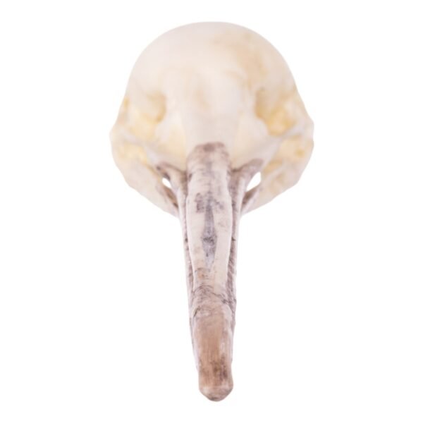 Replica Brown Kiwi Articulated Skeleton

(16589) - Image 6