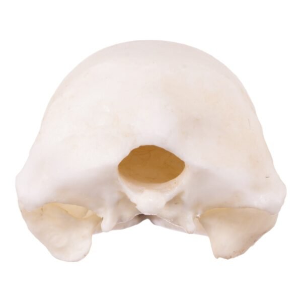 Replica Brown Kiwi Articulated Skeleton

(16589) - Image 7