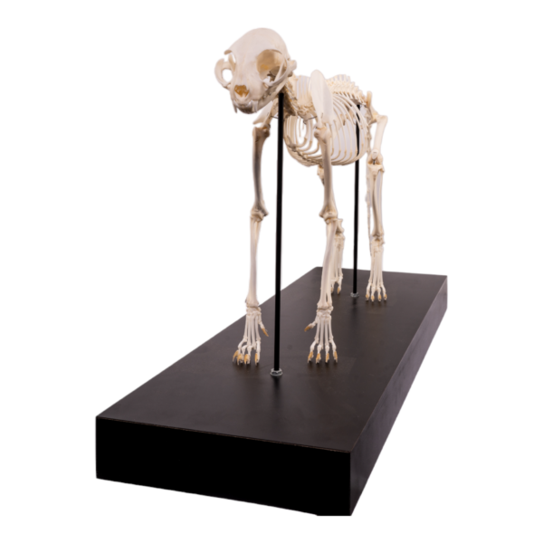 Domestic Cat Skeleton by Skulls Unlimited
(4062) - Image 2