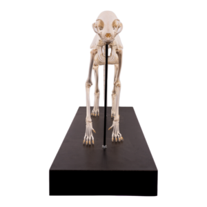 Domestic Cat Skeleton by Skulls Unlimited
(4062)