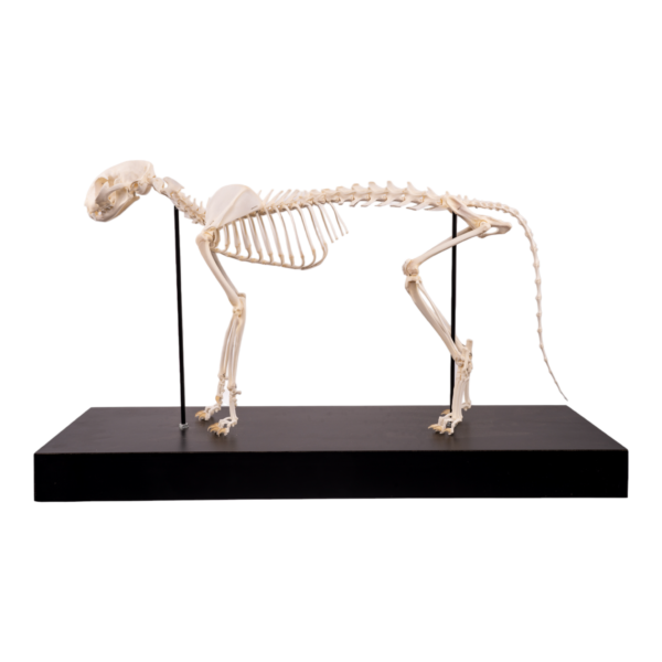 Domestic Cat Skeleton by Skulls Unlimited
(4062) - Image 4