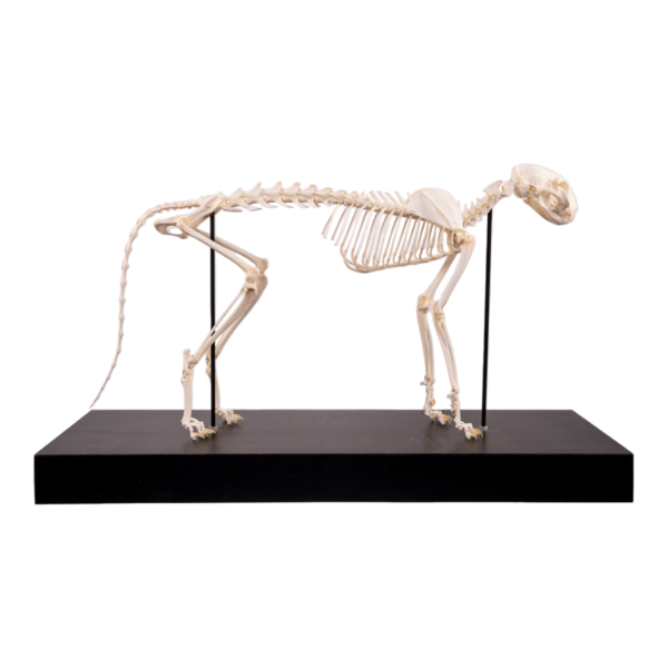 Domestic Cat Skeleton by Skulls Unlimited
(4062) - Image 3