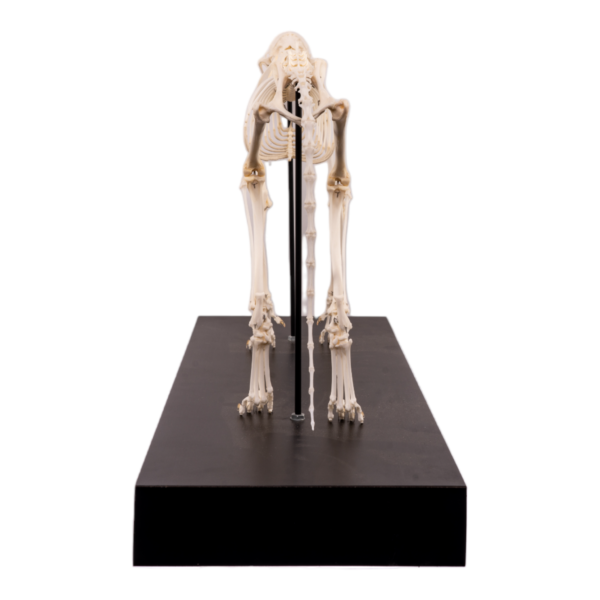 Domestic Cat Skeleton by Skulls Unlimited
(4062) - Image 5