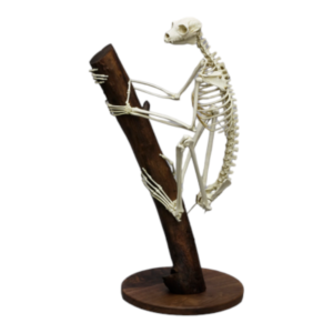 Replica Indri Lemur Skeleton
28265