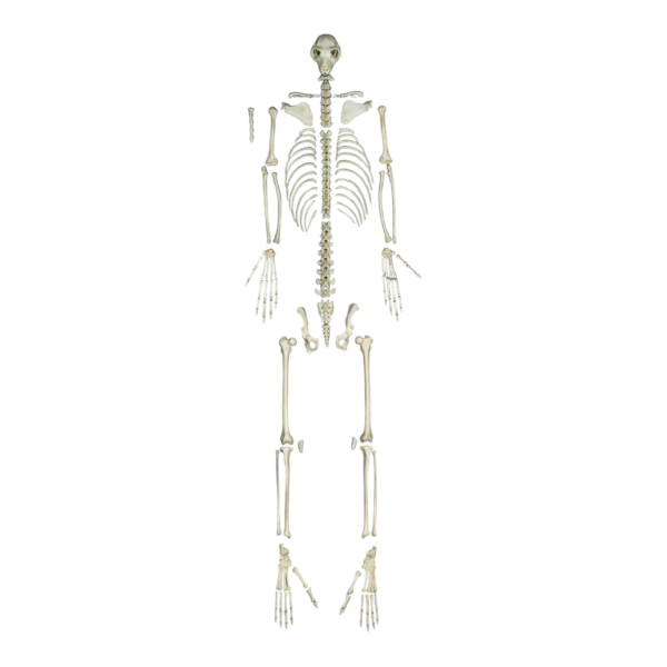 Replica Indri Lemur Skeleton
28265 - Image 2
