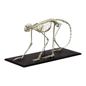 Replica Black Spider Monkey Skeleton
(28903)