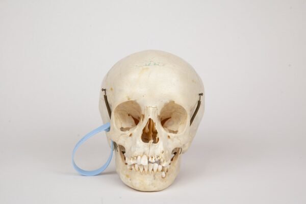 Uncut Pediatric Skull (0364)